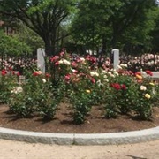Rose Kennedy Rose Garden