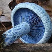 Indigo Milk Cap (Lactarius Indigo)