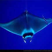 Giant Devil Ray