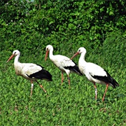 A Phalanx of Storks