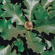 Bur Oak Leaves