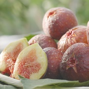 Japanese Fig (Ficus Erecta)