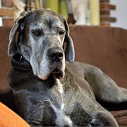Great Dane