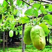 Giant Granadilla (Passiflora Quadrangularis)