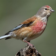 Linnet
