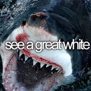 See a Great White Shark