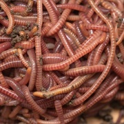 Red Wrigglers