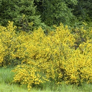 Scottish Broom