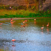 Flamingo Lake, Puerto Villamil, Isla Isabela, Galápagos Islands
