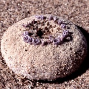 Pholisma Sonorae Aka "Sand Food"