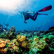 Go Diving or Snorkeling in Grenada