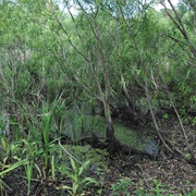 Windover Archeological Site