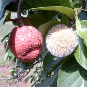 African Peach (Sarcocephalus Latifolius)