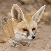 Rüppell's Fox