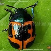 Swamp Milkweed Leaf Beetle