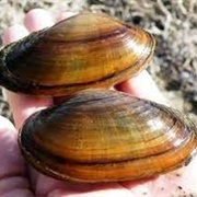 Cylindrical Papershell