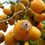 Queen Palm (Syagrus Romanzoffiana)