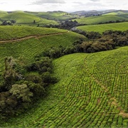 Teza Tea Plantation, Burundi