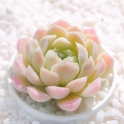 Echeveria Elegans