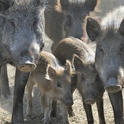 A Sounder of Pigs