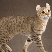 Touch a Highlander Cat