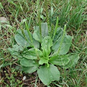 Plantain (Leaves)