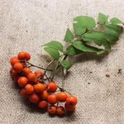 Rowan Berries