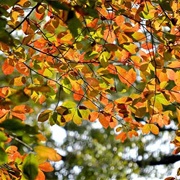 Conneaut Swamp State Nature Preserve