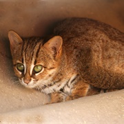 Rusty-Spotted Cat