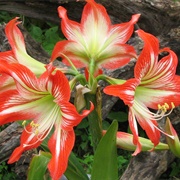 Mexican Lily