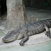 Alligator