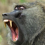 Baboon