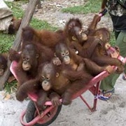 A Barrel of Monkeys
