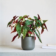 Begonia Maculata