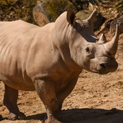 White Rhinoceros