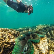 Snorkeled to Giant Clam