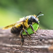 Leafcutter Bee
