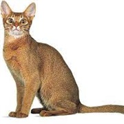 Abyssinian Cat