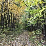 Goll Woods State Nature Preserve