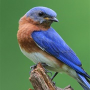 Bluebird