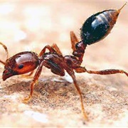 Fire Ants