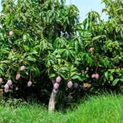 Mango Tree