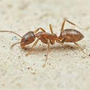 Argentine Ant