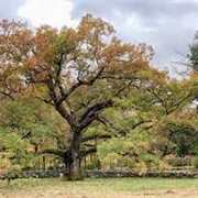 Oak Trees