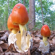 Jackson's Slender Amanita (Amanita Jacksonii)