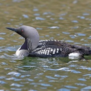 Black Throated Diver