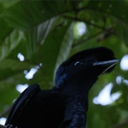 Umbrella Bird