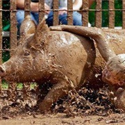 Wrestle a Pig