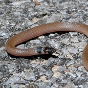Southeastern Crowned Snake