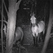 Famous Last Words (An Ode to Eaters) ~ Ethel Cain